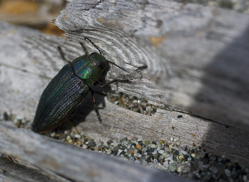 Golden Buprestrid Beetle